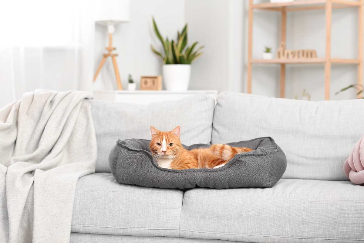 How to Plan a Pet-Friendly Remodel While Keeping Style In Mind