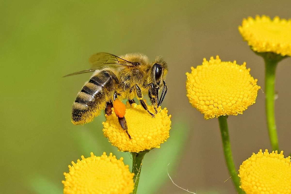 Best Tips for Keeping an Urban Garden Pollinator-Friendly